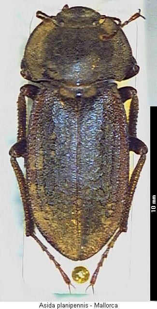 asida_planipennis_hab.jpg