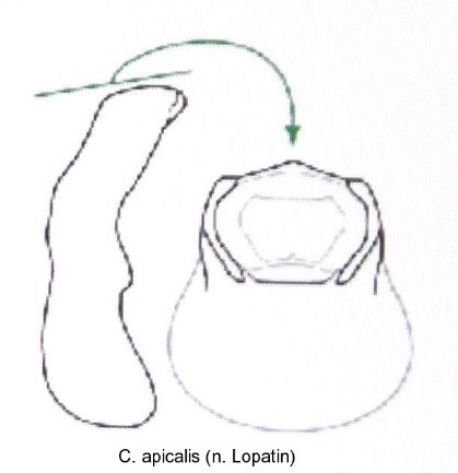 asionus_apicalis_aed.jpg