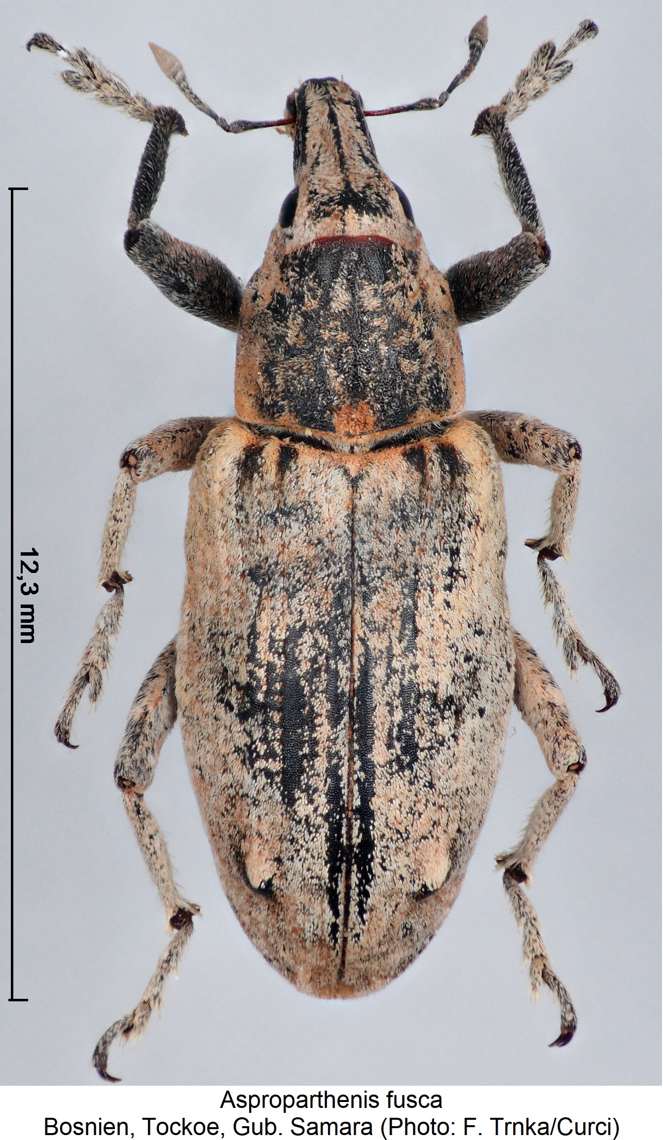 asproparthenis_fusca_hab.jpg