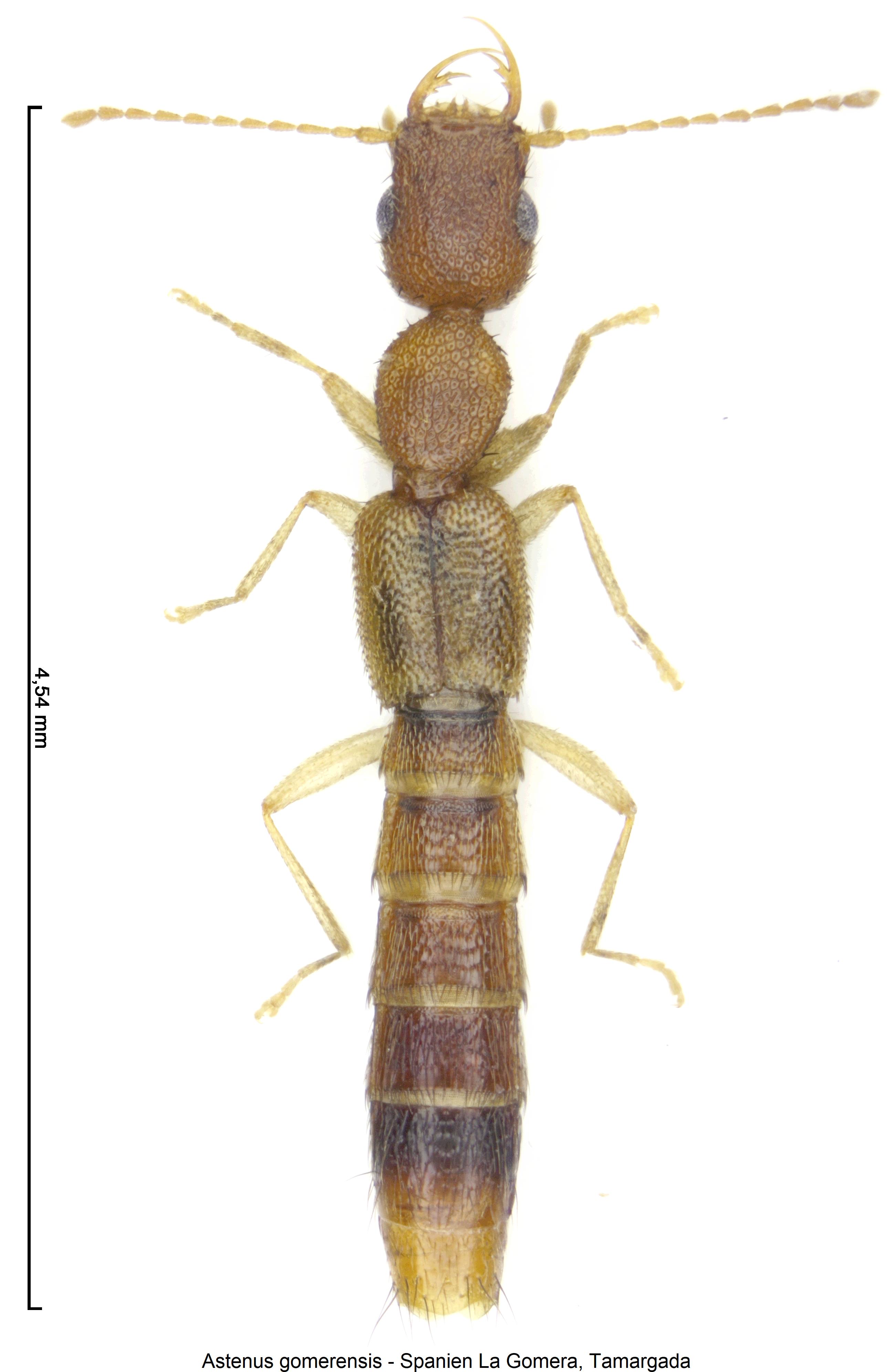 astenus_gomerensis_hab.jpg