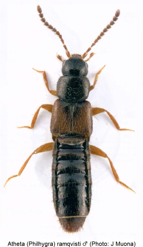 atheta_-philhygra-_ramqvisti_m_hab.jpg