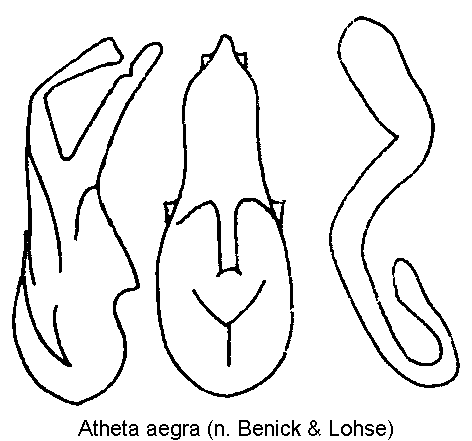 atheta_aegra.gif