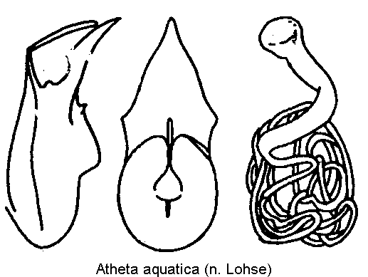 atheta_aeneicollis.gif
