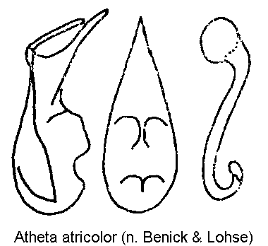 atheta_atricolor.gif