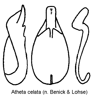 atheta_celata.gif