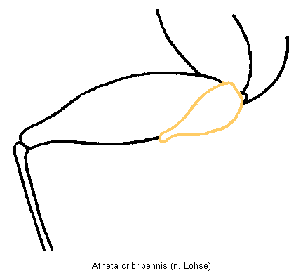 atheta_cribripennis_hb.gif