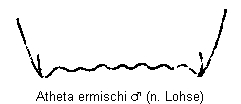 atheta_ermischi_ter.gif