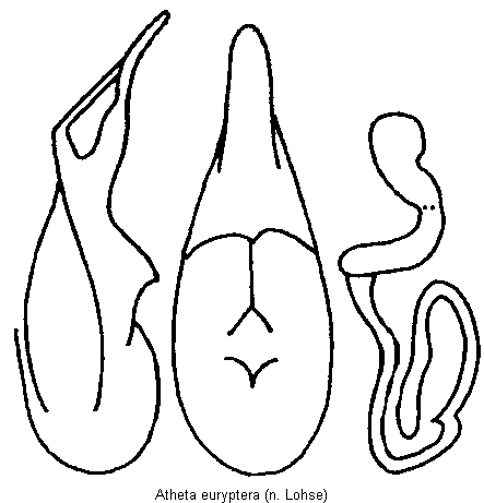 atheta_euryptera.gif