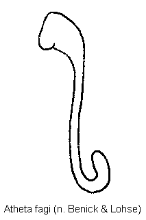 atheta_fagi_sperm.gif
