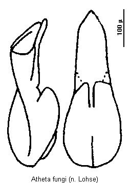 atheta_fungi.gif