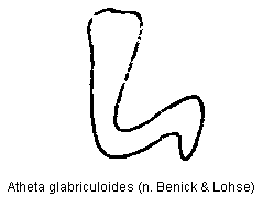 atheta_glabriculoides_sperm.gif