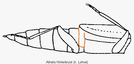 atheta_hinterbrust.gif