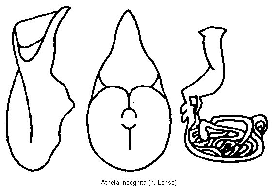 atheta_incognita.gif