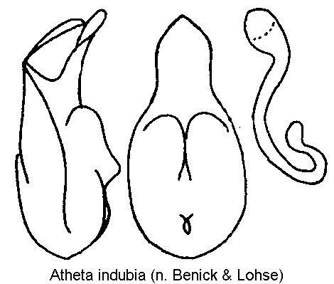 atheta_indubia.gif