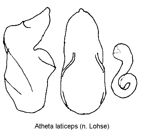atheta_laticeps1.gif