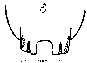 atheta_liturata_hlb.gif