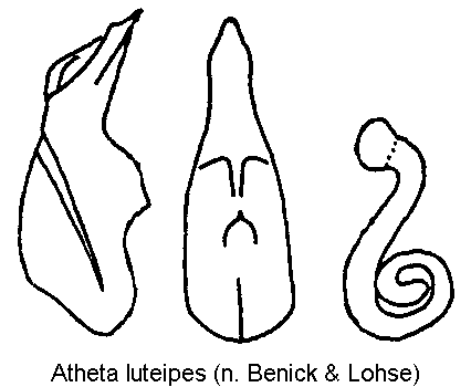 atheta_luteipes.gif