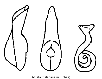 atheta_melanaria.gif