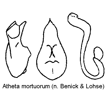atheta_mortuorum.gif
