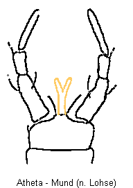 atheta_mund.gif