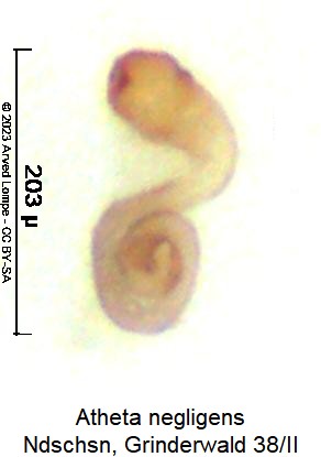 atheta_negligens_sperm.jpg