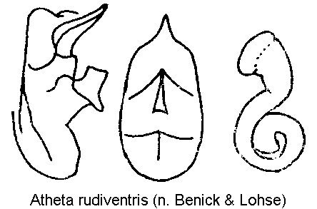 atheta_rudiventris.gif