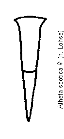 atheta_scotica_vp.gif