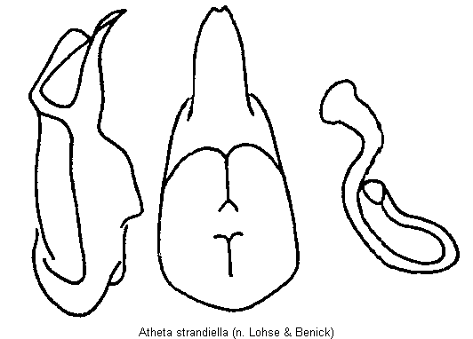 atheta_strandiella.gif