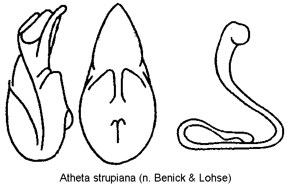 atheta_strupiana.gif