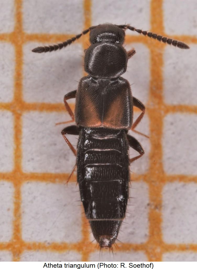atheta_triangulum_hab.jpg