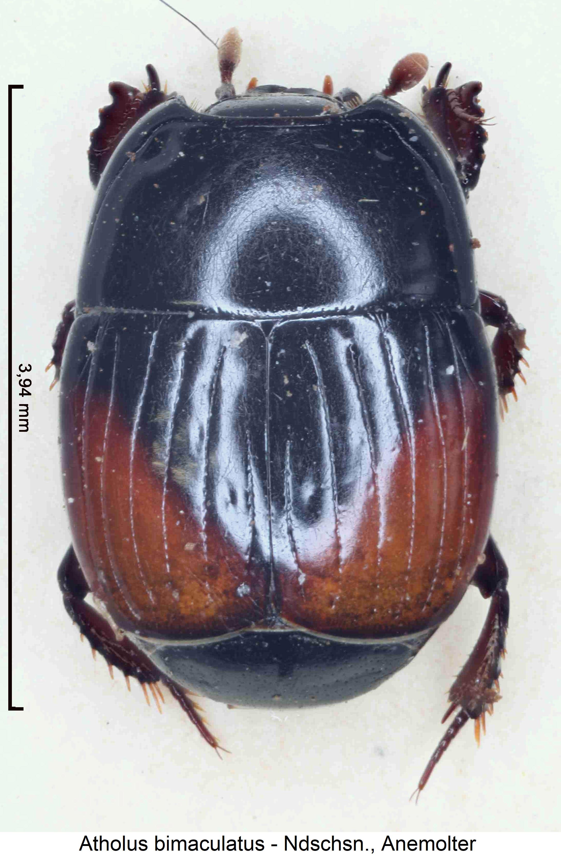atholus_bimaculatus_hab.jpg