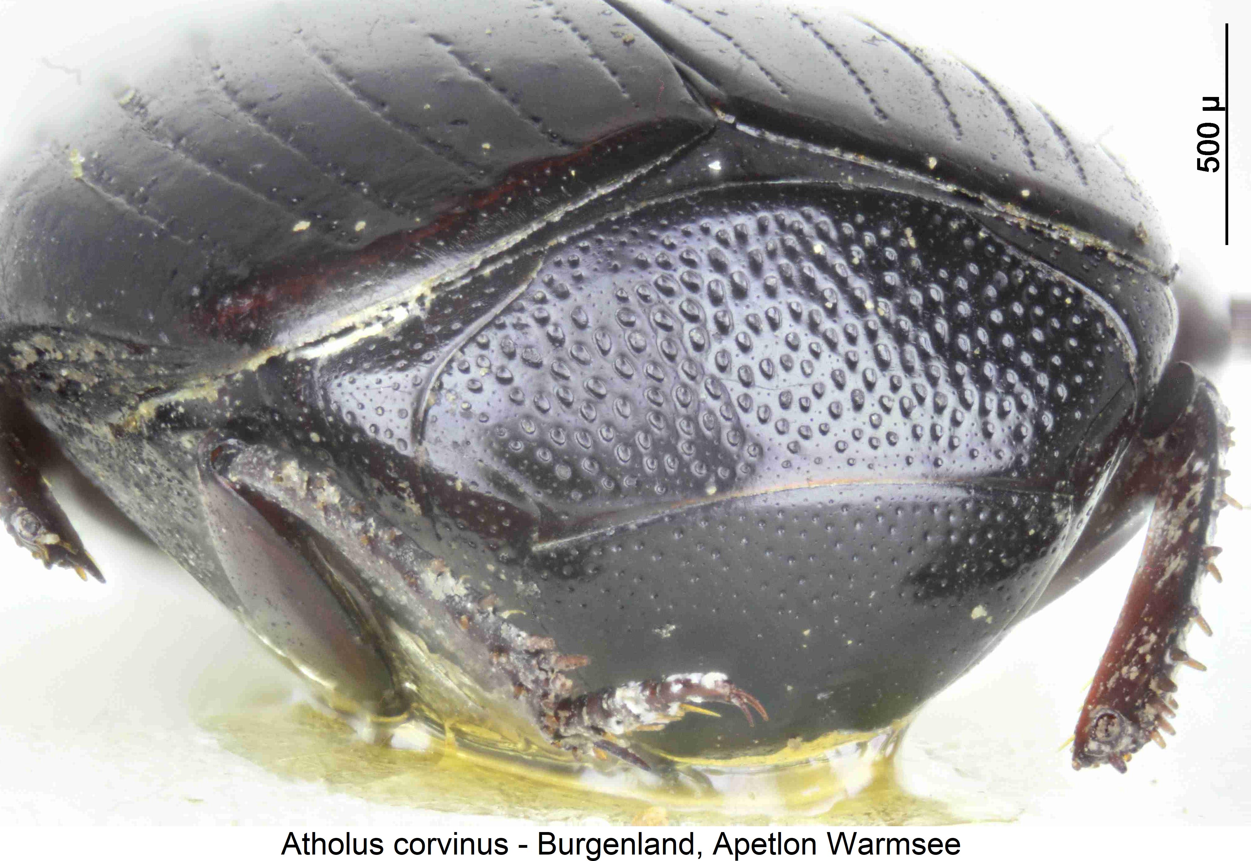 atholus_corvinus_pyg.jpg