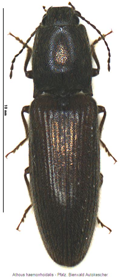 athous_haemorrhoidalis_hab.jpg