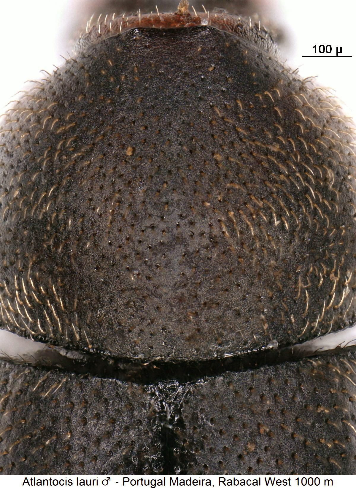 atlantocis_lauri_m_hsch.jpg