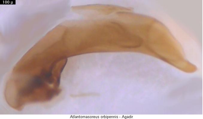 atlantomasoreus_orbipennis.jpg