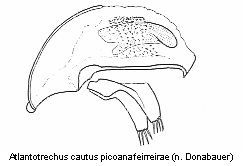 atlantotrechus_picoanafeirreirae.gif