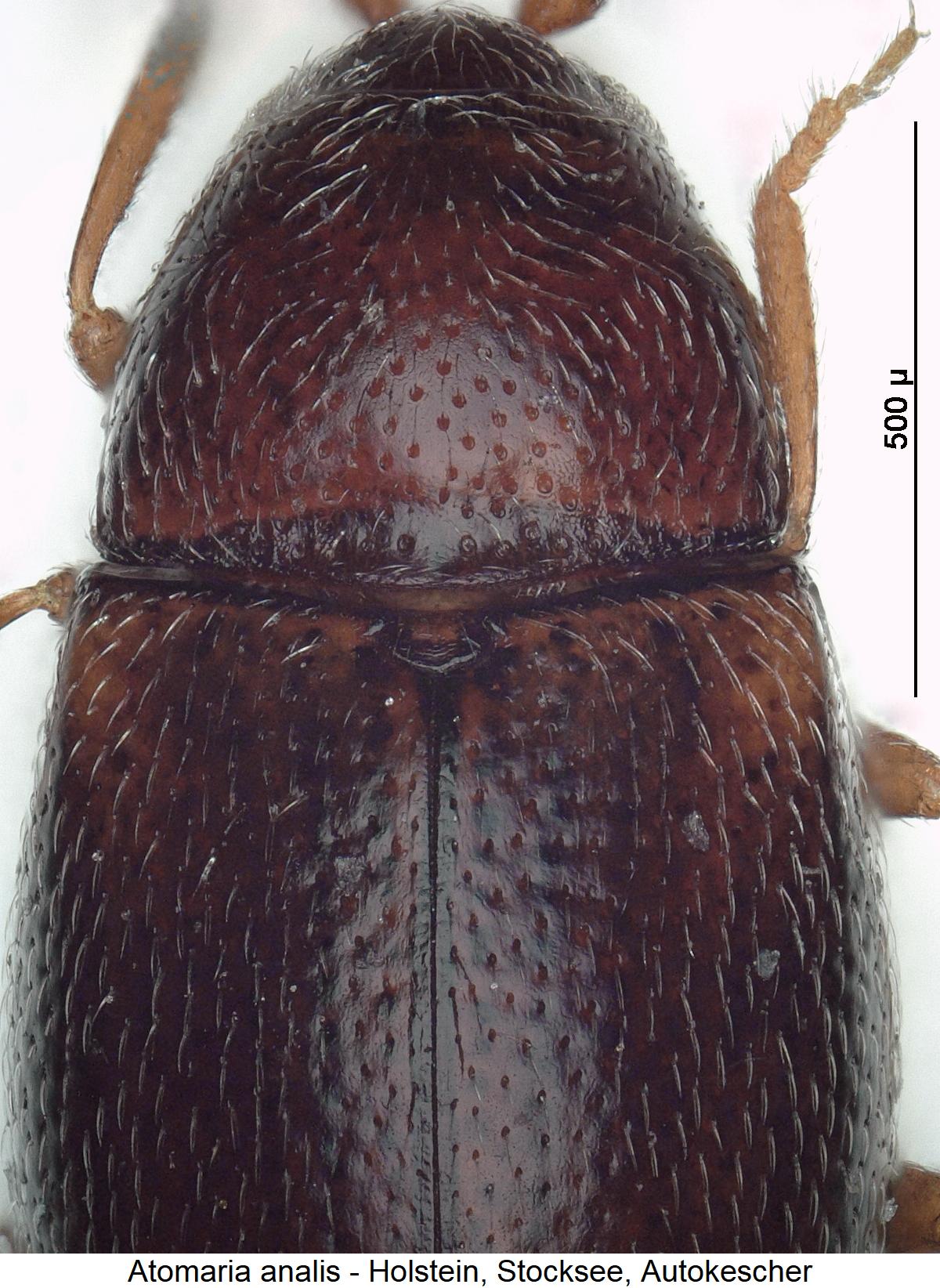 atomaria_analis_vk.jpg