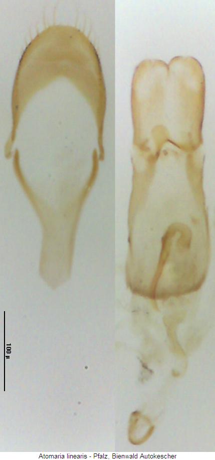 atomaria_linearis.jpg