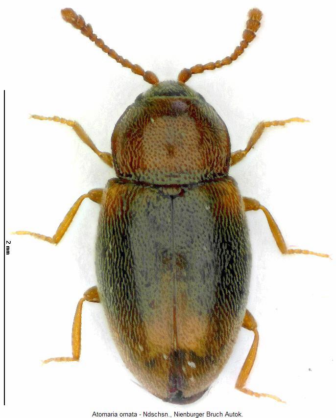 atomaria_ornata_hab.jpg