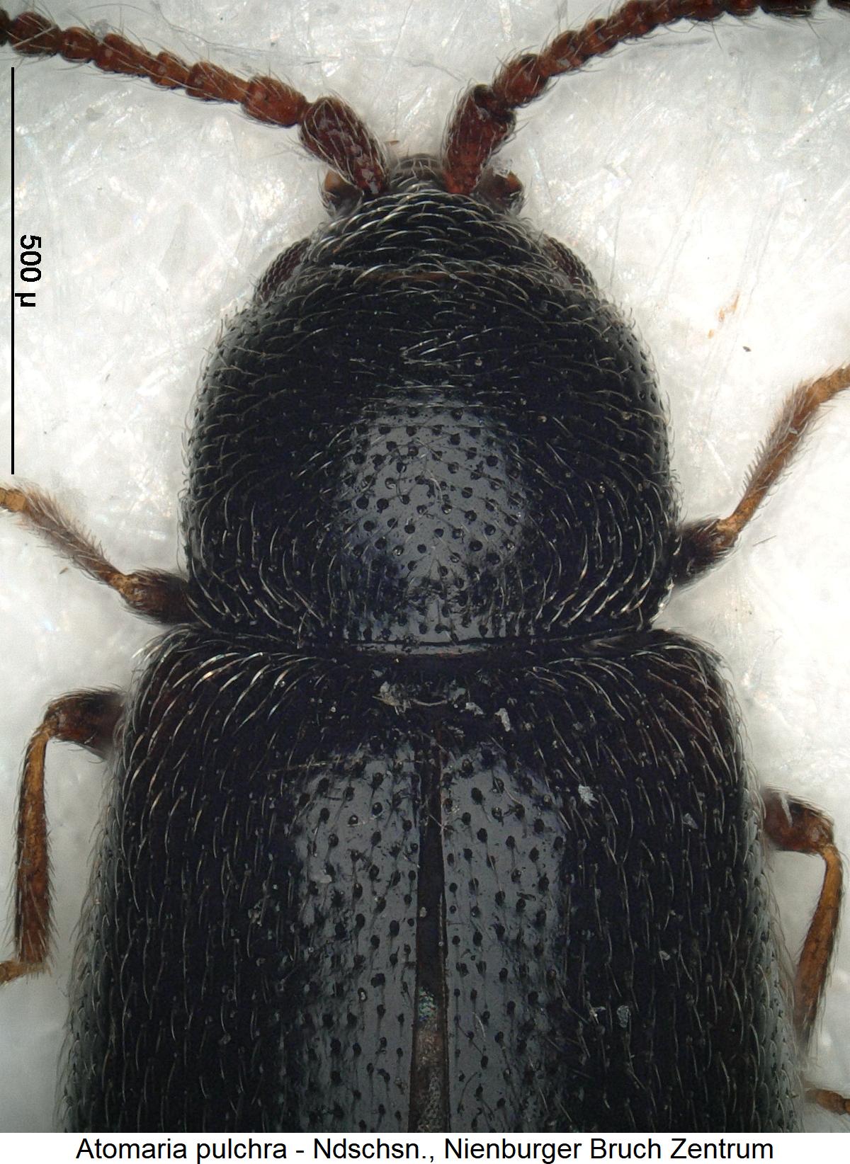 atomaria_pulchra_vk.jpg