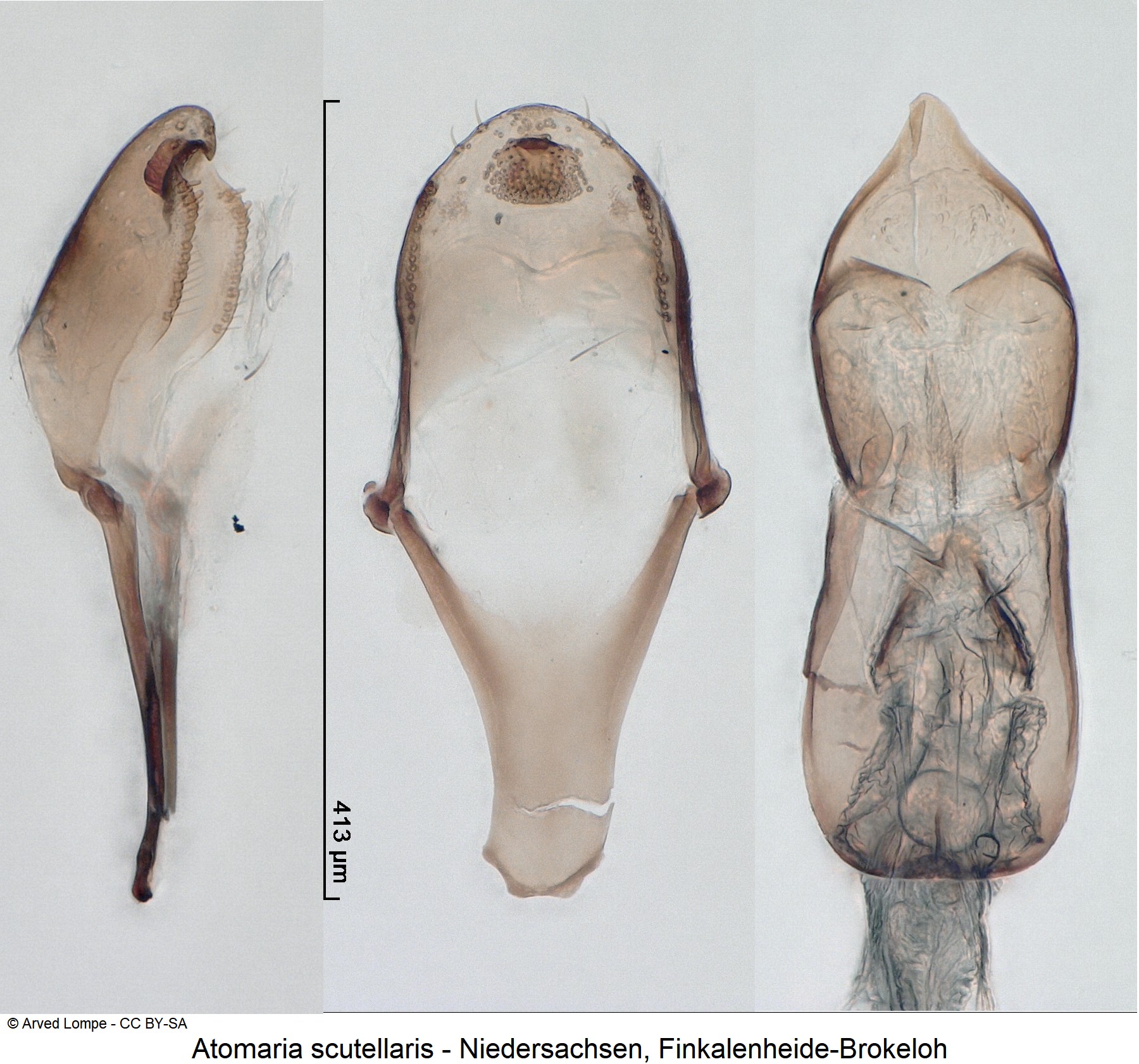 atomaria_scutellaris_ck36009256.jpg
