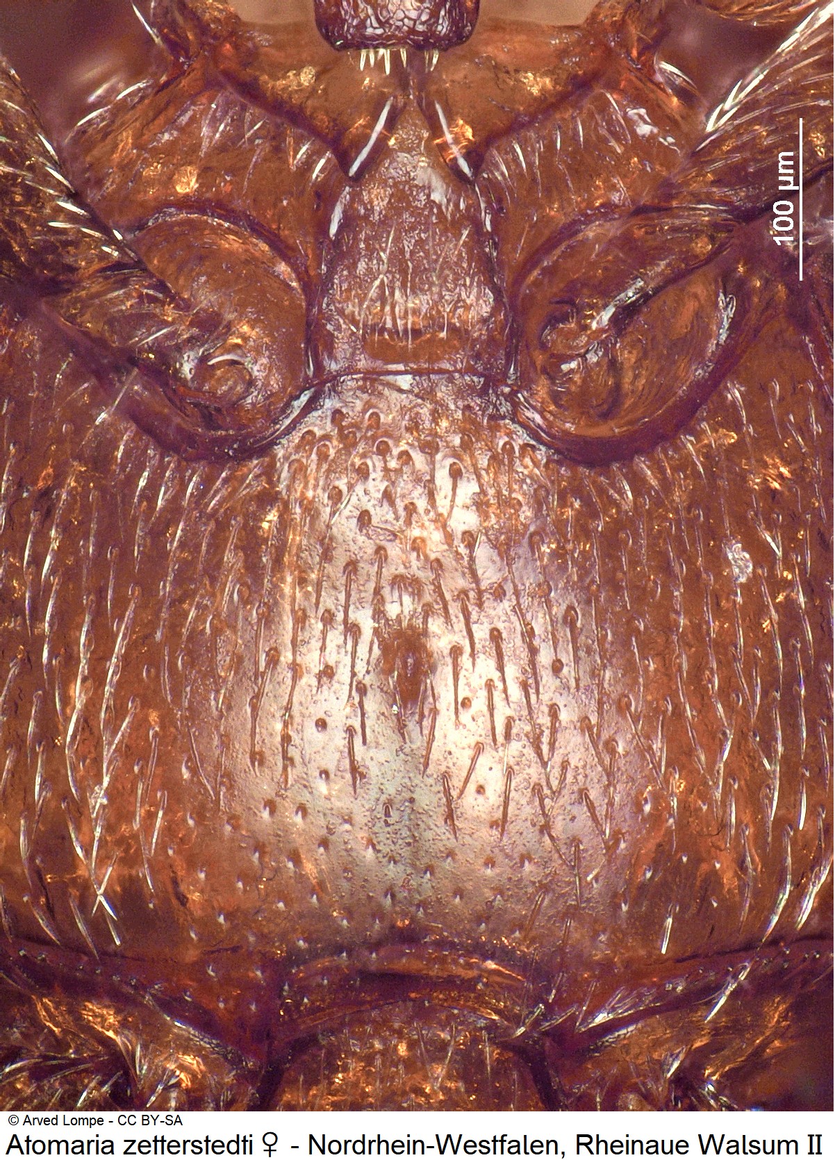 atomaria_zetterstedti_w_ck38099814_hbr.jpg