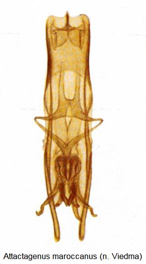 attactagenus_maroccanus.jpg