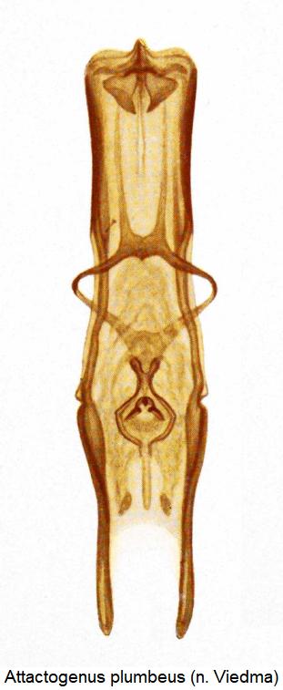 attactogenus_plumbeus.jpg
