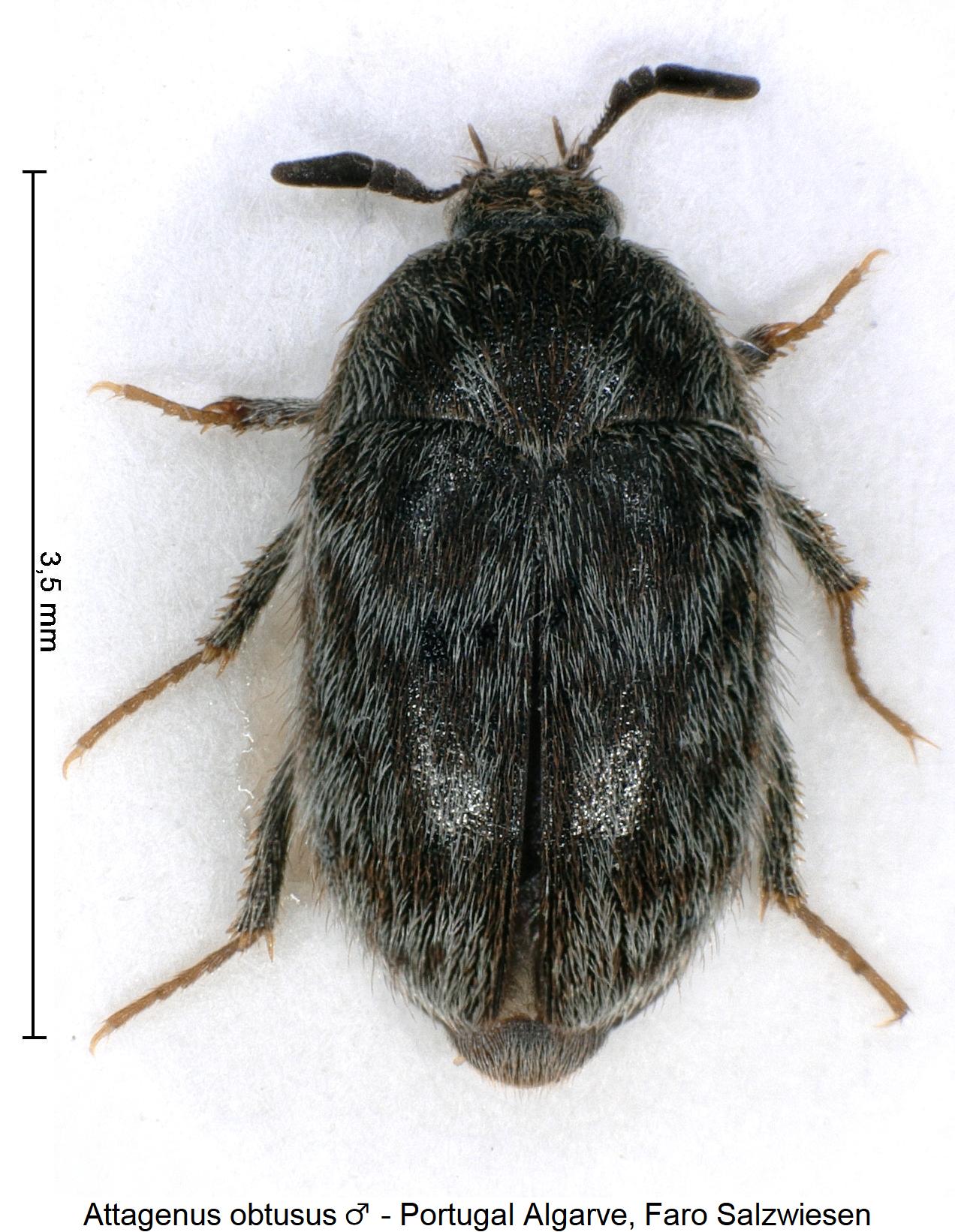 attagenus_obtusus_m_hab1.jpg