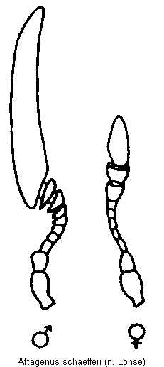attagenus_schaefferi_f.gif