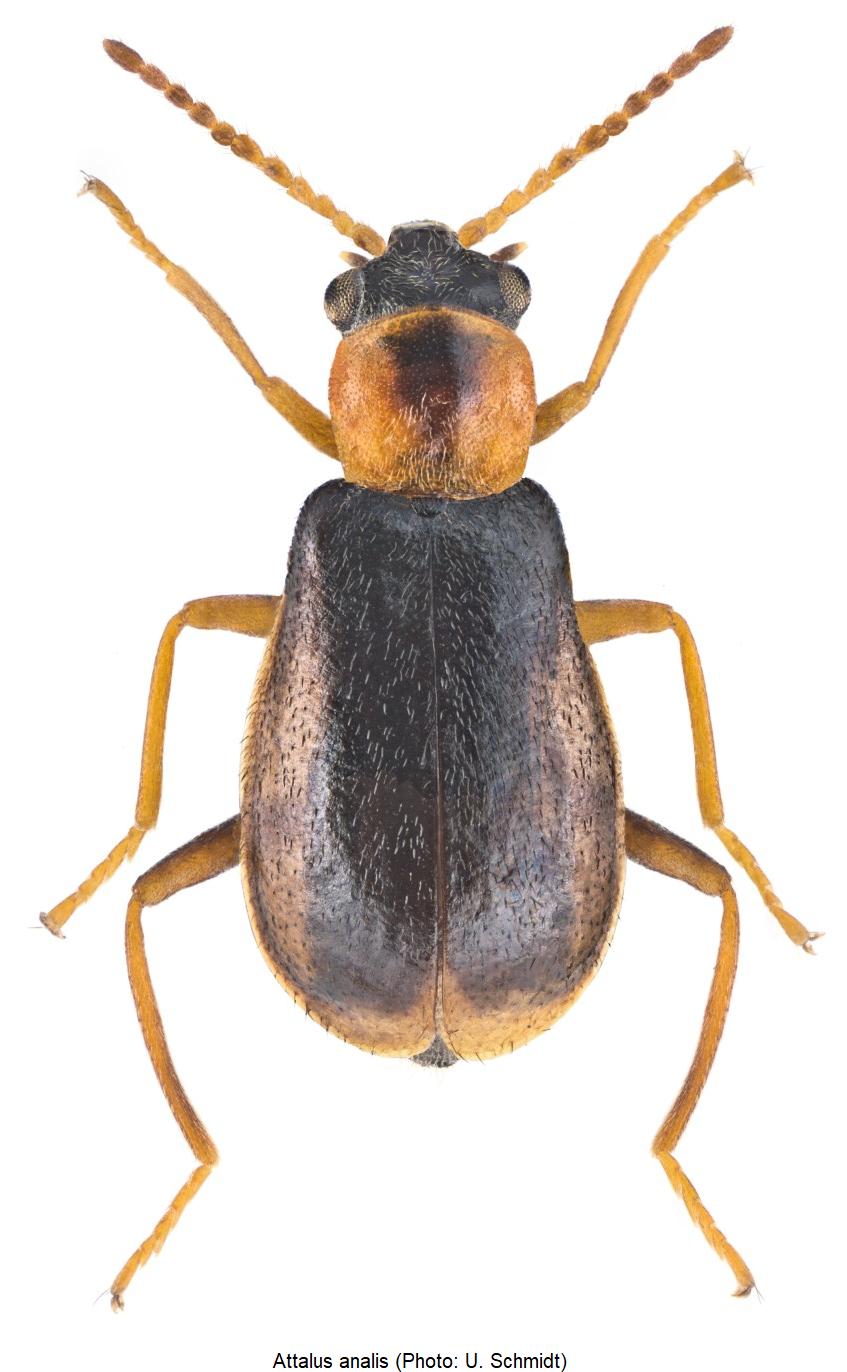 attalus_analis_hab.jpg