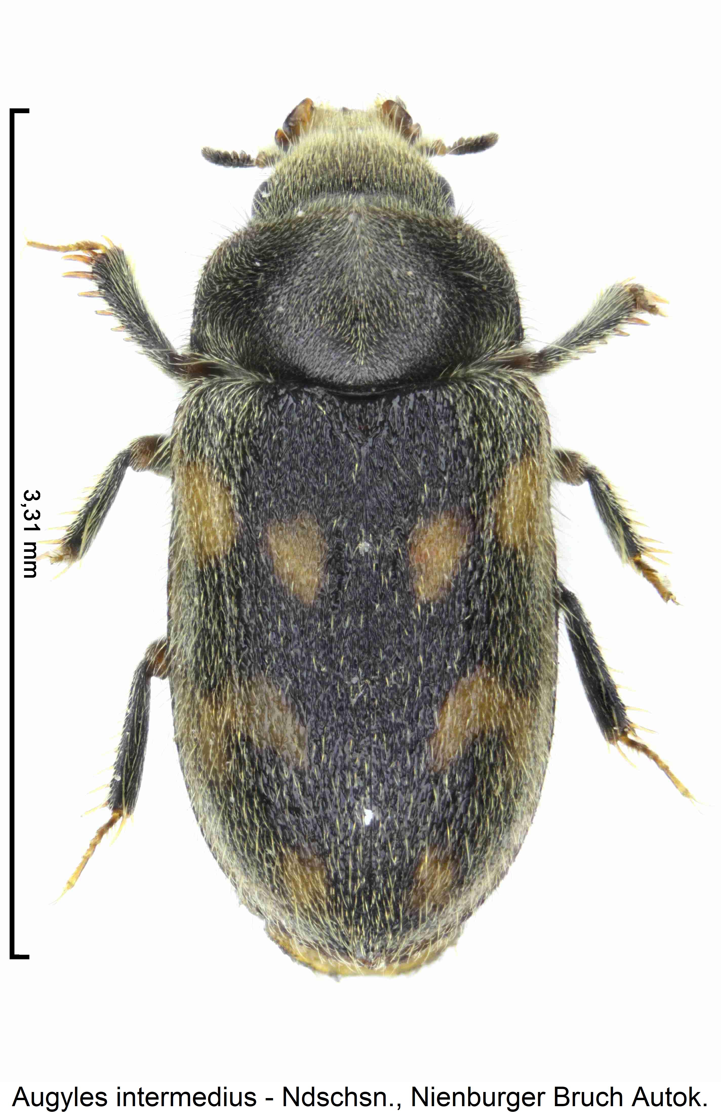 augyles_intermedius_hab1.jpg