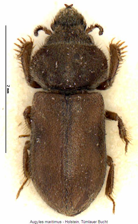 augyles_maritimus_hab.jpg