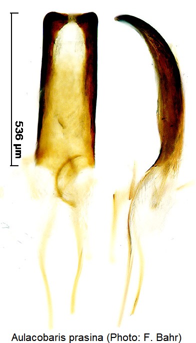 aulacobaris_prasina.jpg